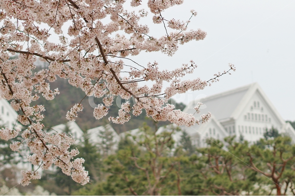 벚꽃,조선대,봄,꽃,풍경,한국풍경,벚꽃놀이,봄,계절,spring,season,식물,자연,plants,nature,꽃,flower,plant,blossom,cherry blossom
