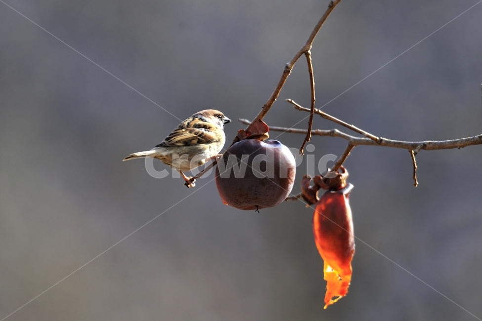 참새,새,방앗간,쪽돌의사진세상,홍시,사립문,쪽돌,겨울,계절,winter,season,동물,animal,조류,새,birds,과일,열매,fruit