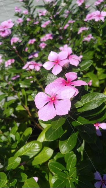 geranium,제라늄,flower,꽃,plant,식물,blossom,자연,초록잎,분홍꽃,예쁜,식물,자연,plants,nature,꽃,flower