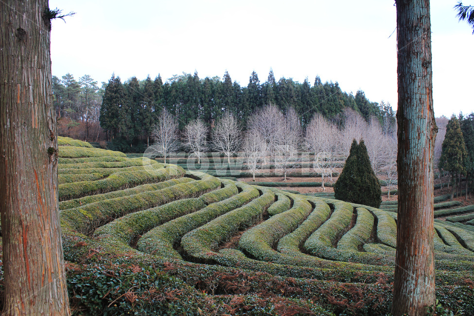 보성,녹차밭,녹차,푸르름,녹색,싱그러운,자연,greentea,nature,landscape,나무,겨울,자연,풍경,nature,landscape,한국자연풍경,한국자연경관,korea nature landscape