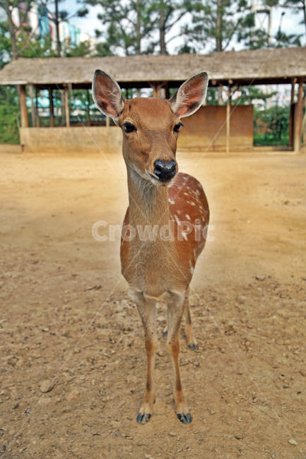 꽃사슴,사슴,동물,반점,월미공원,대륙사슴,매화사슴,포유동물,동물,animal,포유류,mammal
