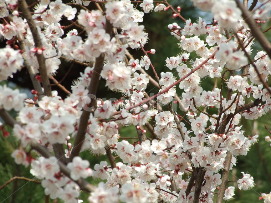 식물,꽃,꽃잎,flower,벚꽃,봄,계절,spring,season,식물,자연,plants,nature,꽃,flower,plant,blossom