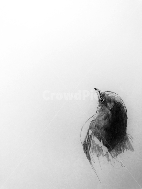 새,미술,그림,드로잉,스케치,동물,조류,art,drawing
