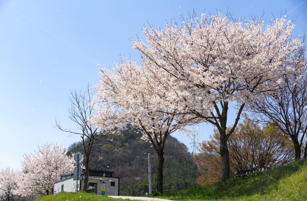 봄,벚꽃,나들이,봄꽃,감성,자연,풍경,cherryblossom,개화,blossom,꽃,flower,식물