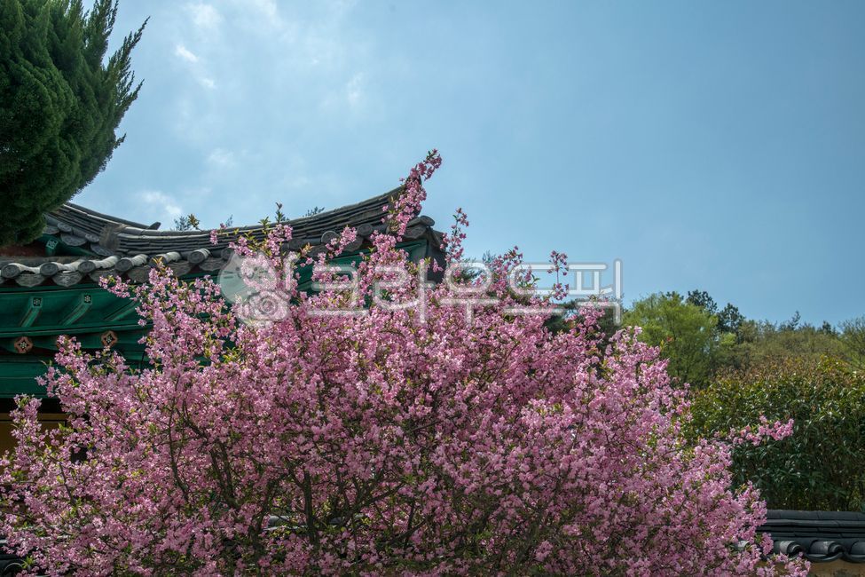 Coriander tree,That flower,Western Tanghwa,plant,tree,western seaweed flower,flower