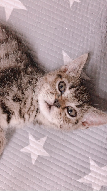 고양이,새끼고양이,동물,냐옹,귀여운동물