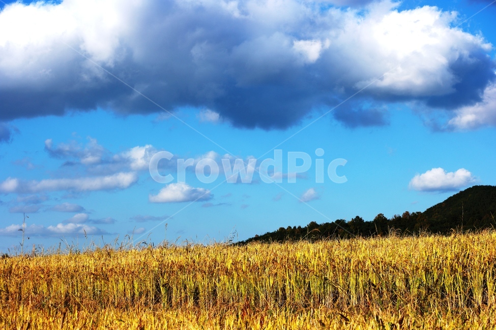 풍경,천안시,외암마을,구름,갈대,자연,풍경,nature,landscape,한국자연풍경,한국자연경관,korea nature landscape,outdoors,옥외,field,들,grassland,목초지,weather,날씨