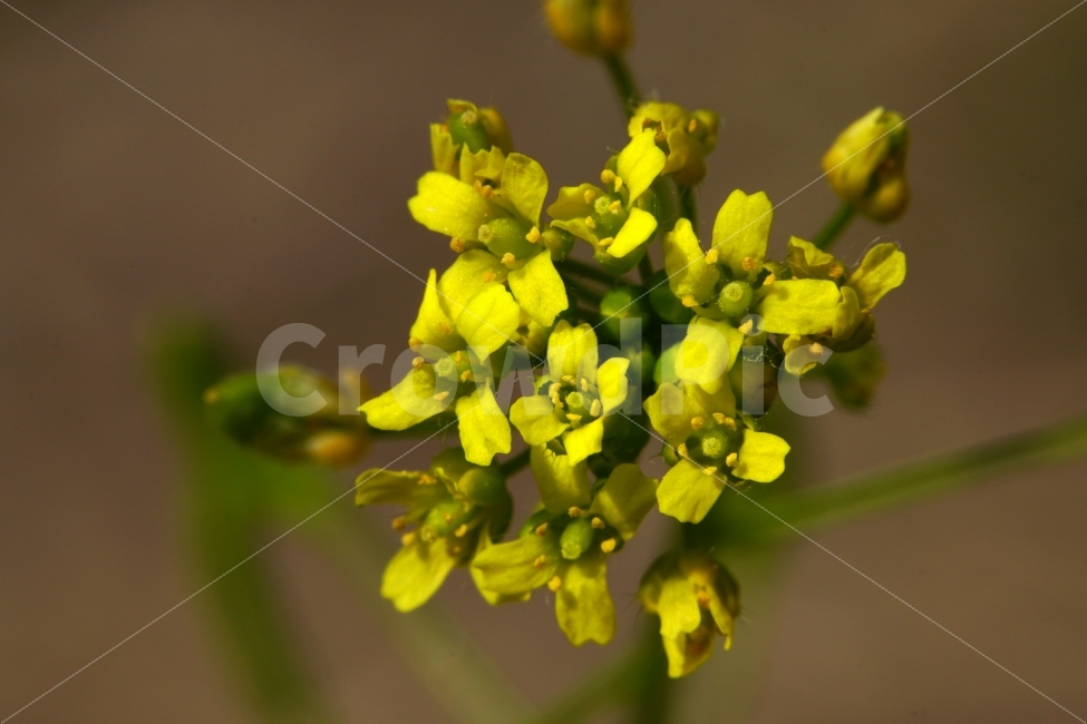 봄,꽃,꽃다지,플라워,꽃봉오리,자연,flower,spring,bud,nature,풍경,landscape,경치,식물,plants,season,계절,접사,마크로,macro,클로즈업,closeup,식물,자연,plants,nature,꽃,flower
