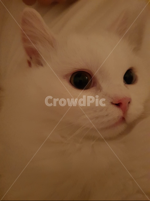 고양이,먼치킨,동물,cat,pet,포유류,반려묘,애완묘,미묘,예쁜고양이,동물,animal,포유류,mammal,고양이,cat,kitten,kitty