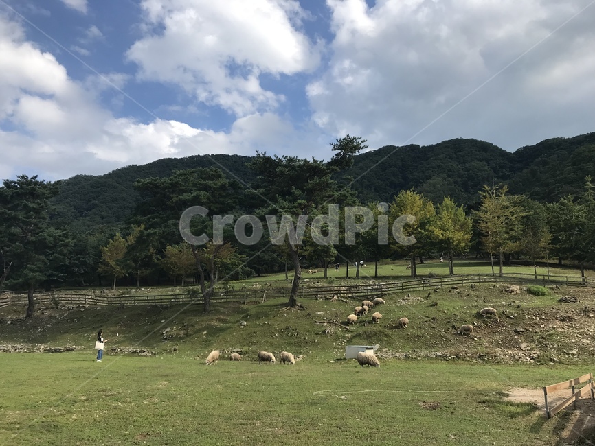 자연,양,언덕,구름,산,풍경