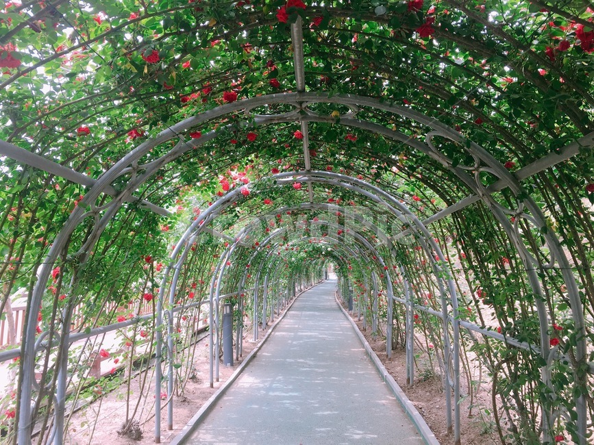 garden,정원,outdoors,장미,꽃길