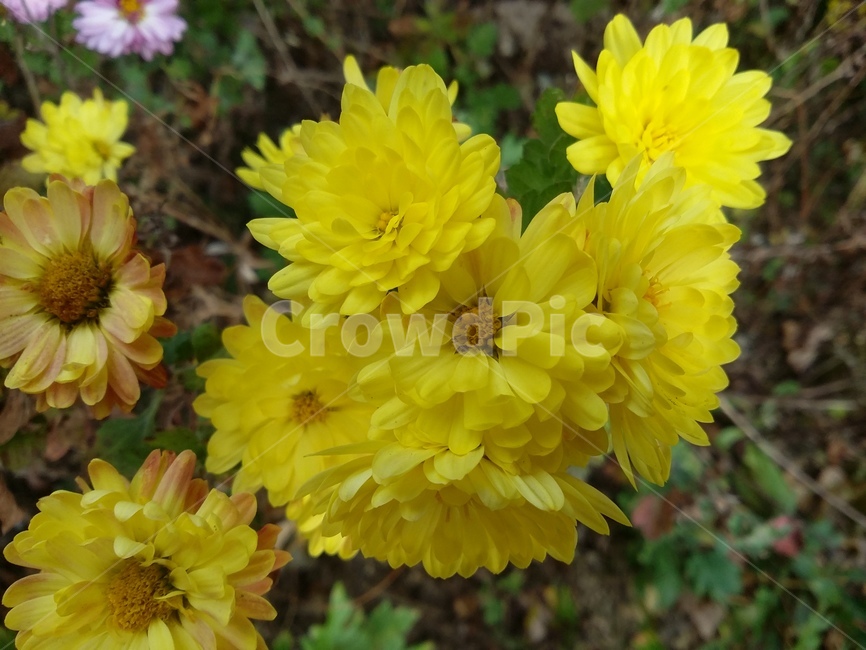 plant,식물,꽃,자연,국화,flower,식물,자연,plants,nature,꽃,flower