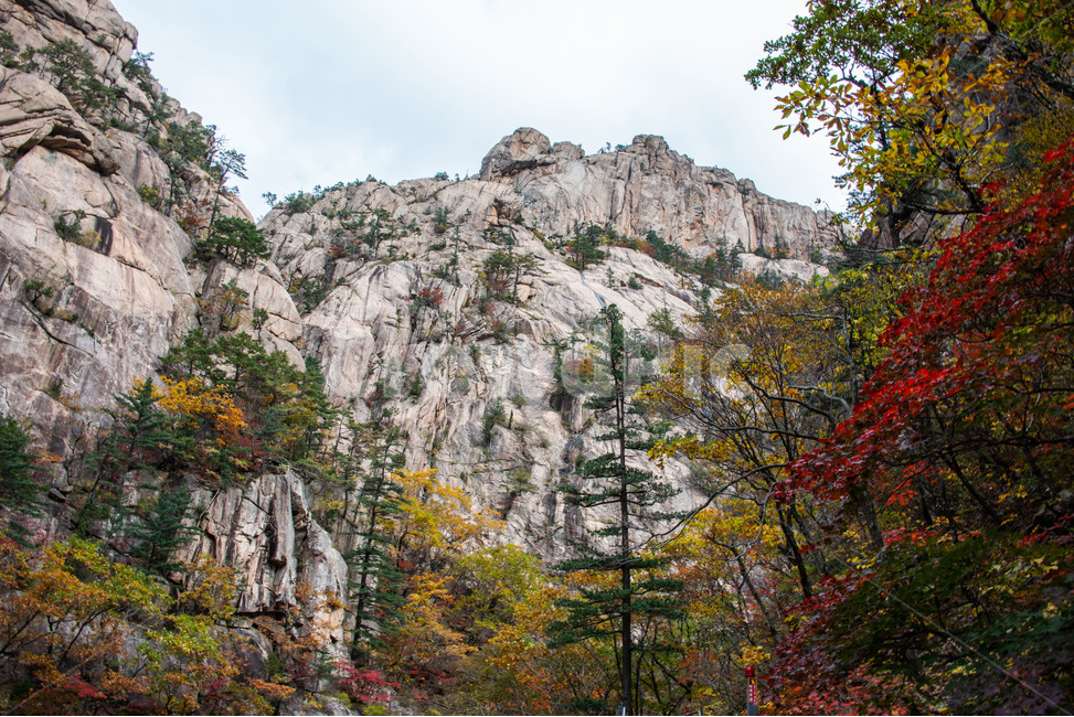 설악산,국립공원,가을,단풍,천불동계곡,기암괴석,화채능선,가을,계절,fall,autumn,season,자연,풍경,nature,landscape,한국자연풍경,한국자연경관,korea nature landscape,tree,나무,plant,식물,fir,전나무
