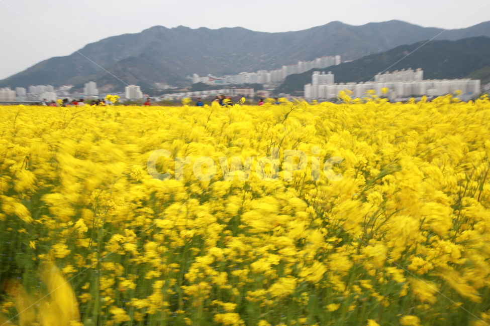 들,꽃,유채꽃,옥외,목초지,공원,노란꽃,자연,풍경,경치