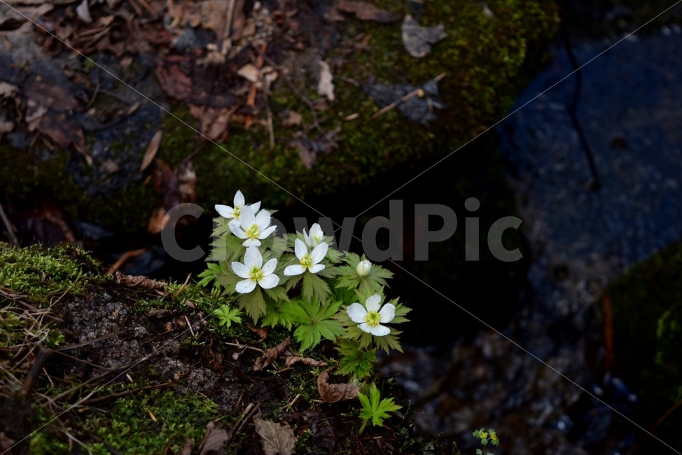 모데미풀,봄,야생화,꽃,청태산,강원도,봄꽃,고산야생화,감성,wildflower,산꽃,봄야생화,계곡,이끼,꽃말,슬픈추억,아쉬움,MegaleranthissaniculifoliaOhwi,금매화아재비,운봉금매화,식물,자연,식생,생태,식물,자연,plants,nature,꽃,flower