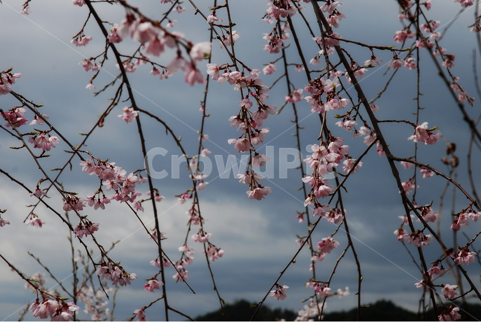 벗꽃,벗나무,능수벗꽃,능수,봄꽃,꽃,봄,계절,spring,season,식물,자연,plants,nature,꽃,flower,plant,blossom,cherry blossom,벚꽃