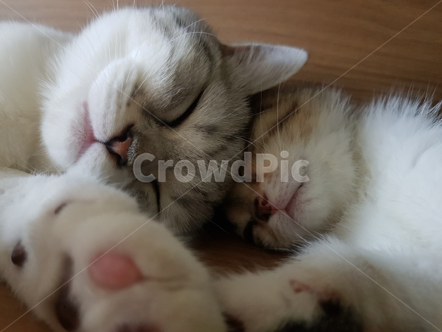 고양이,고영희,애옹이,애용이,cat,캣,고양이얼굴,동물,고냥이,고양이새끼,새끼고양이,kitten,animal,pet,mammal,포유류,동물,animal,포유류,mammal,고양이,cat,kitten,kitty