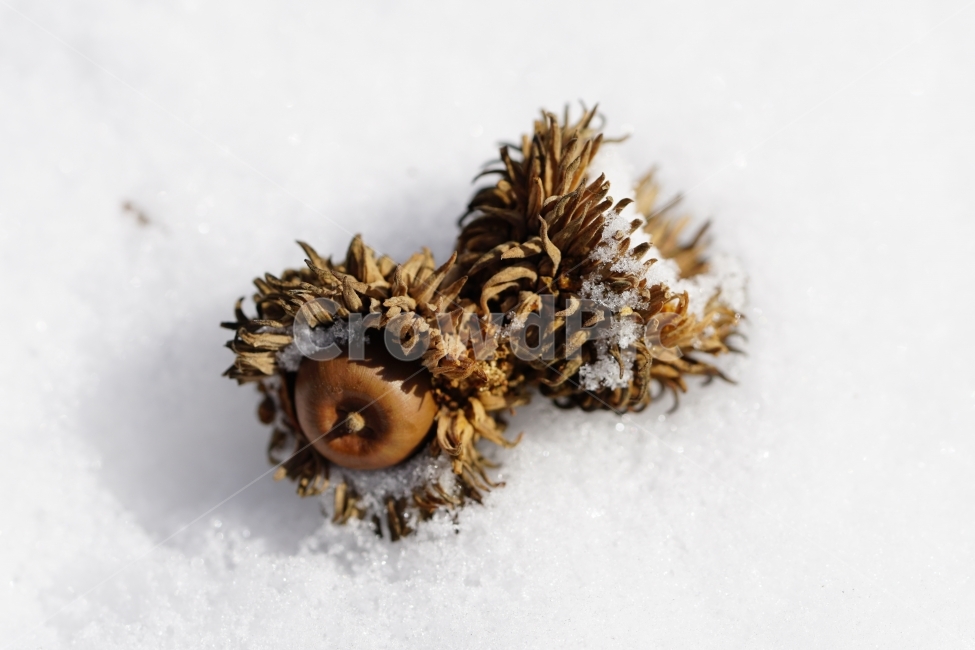 겨울,계절,자연,winter,season,nature,눈,snow,흰눈,한국자연,korea,스냅,스냅사진,감성,감성사진,snap,snapshot,도토리,과일,열매,먹이,fruit,음식,요리,식자재,식재료,cook,레시피,recipe,food,meal,dish,느낌,분위기,컨셉,콘셉,concept,feel,겨울눈,눈이내리는,눈내리는,눈오는,눈내린,풍경,landscape,식물,plants,눈이쌓인,추위,춥다,추운,ice,얼음,겨울,계절,winter,season