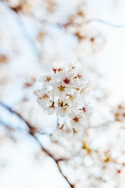 벚꽃,봄,꽃잎,정원,나무,화단,데이트,경주,여의도,진해,군항제,개화,식물,자연,plants,nature,감성,sensible,feeling,봄,계절,spring,season,꽃,flower,plant,blossom