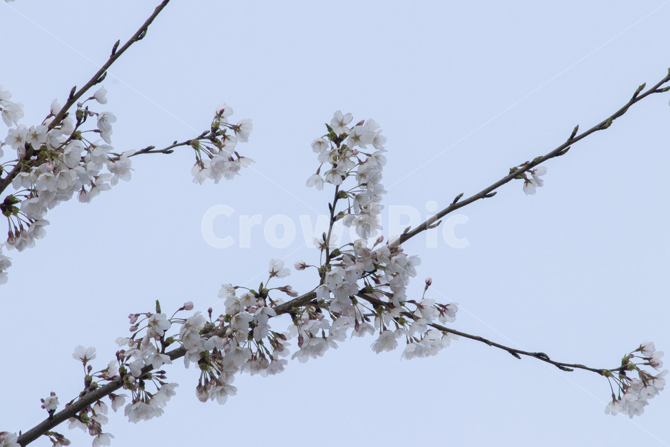 plant,식물,flower,꽃,blossom