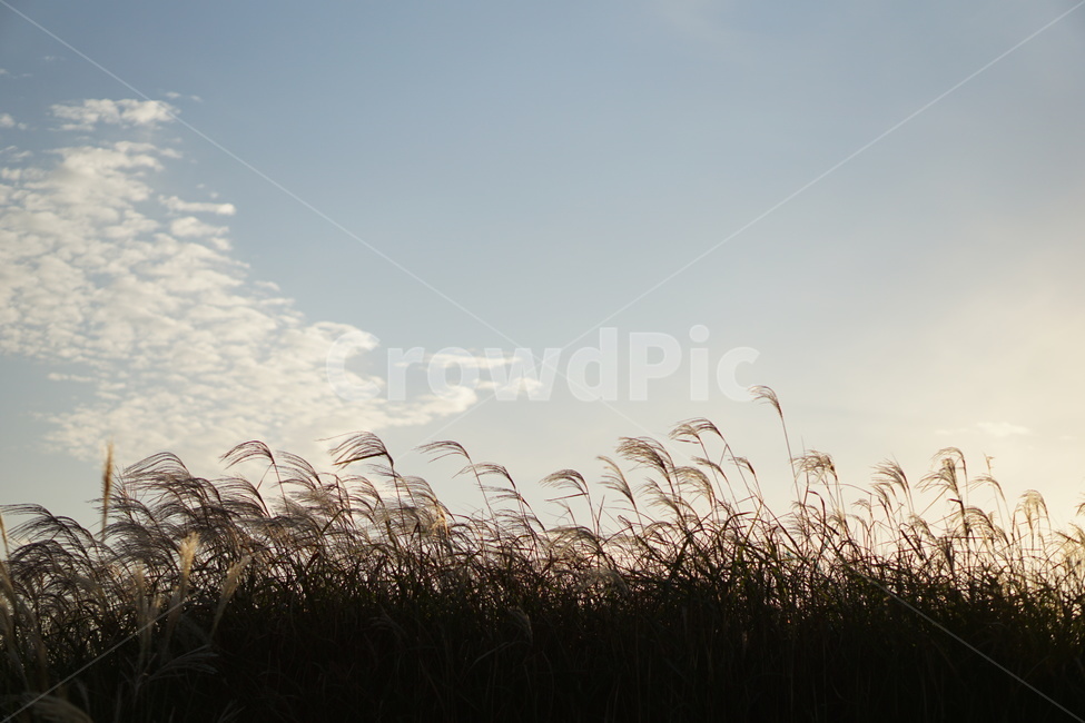 가을,background,백그라운드,하늘,갈대밭,노을,plant,식물,grass,잔디,lawn,구름,풍경,가을풍경,가을,계절,fall,autumn,season