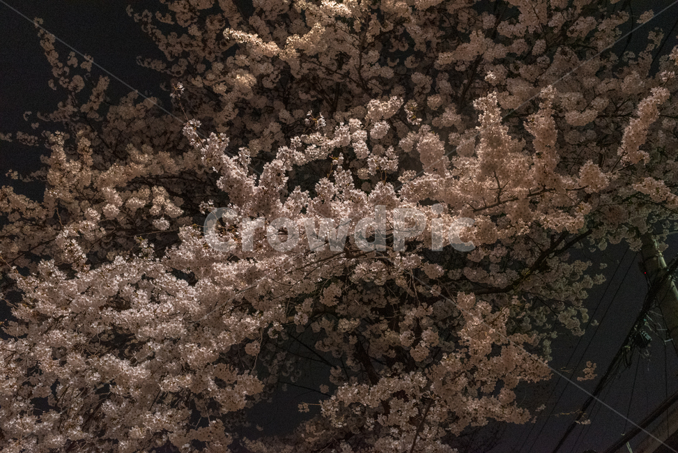 식물,flower,벚꽃,cherryblossom,blossom,꽃,식물,자연,plants,nature,꽃,flower