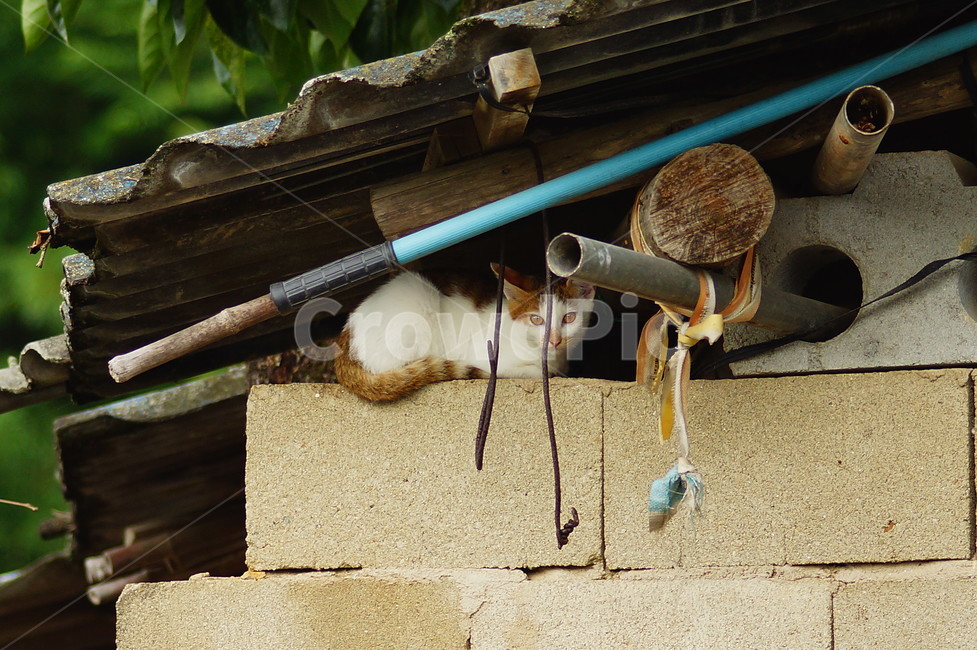 고양이,식물,나무,wood,지붕,동물,animal,포유류,mammal,고양이,cat,kitten,kitty