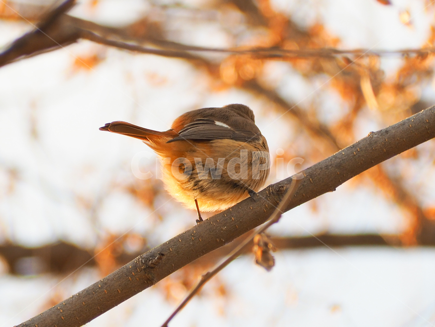 새,뱁새,cute,북실북실,겨울,동물,animal,조류,새,birds,색깔,색상,색채,색감,color sense,color sensitivity,feeling of color