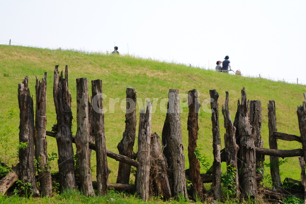 올림픽공원,봄,서울,풍경,경치,랜드마크,nature,자연,outdoors,옥외,field,들,grassland,목초지,나무,펜스,나무펜스