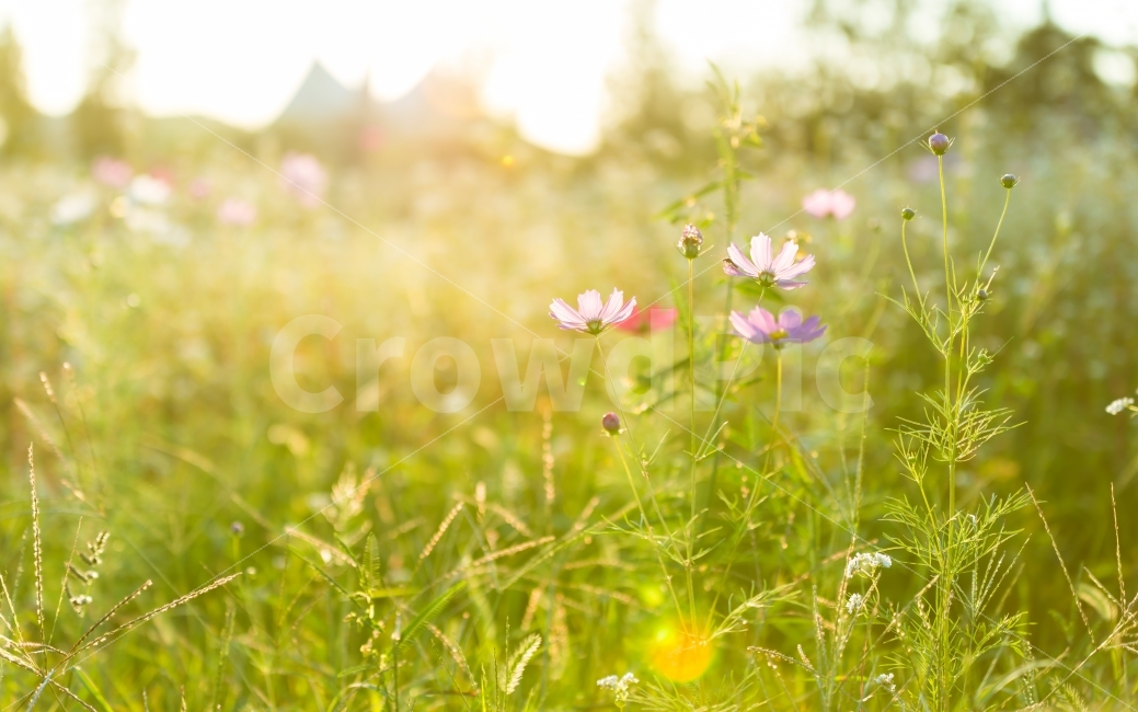 가을,코스모스,햇빛,계절,꽃,식물,들꽃,하늘,들판,공원,나들이,소풍,사물,분홍,핑크,역광,풍경,풍경사진,플레어,자연,자연풍경,가을,계절,fall,autumn,season,식물,자연,plants,nature,꽃,flower,휴식,힐링,rest,relaxation,healing,outdoors,옥외,plant,field,들