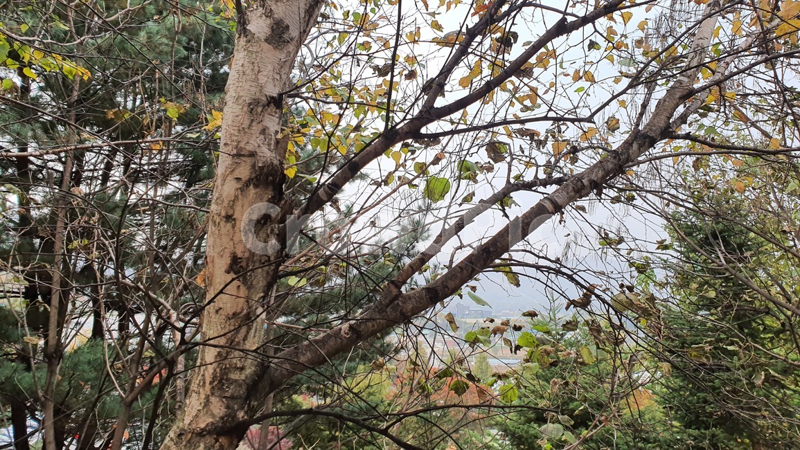 가을,나무줄기,나무,식물,tree,plant,treetrunk,가을,계절,fall,autumn,season,tree trunk,나무 줄기
