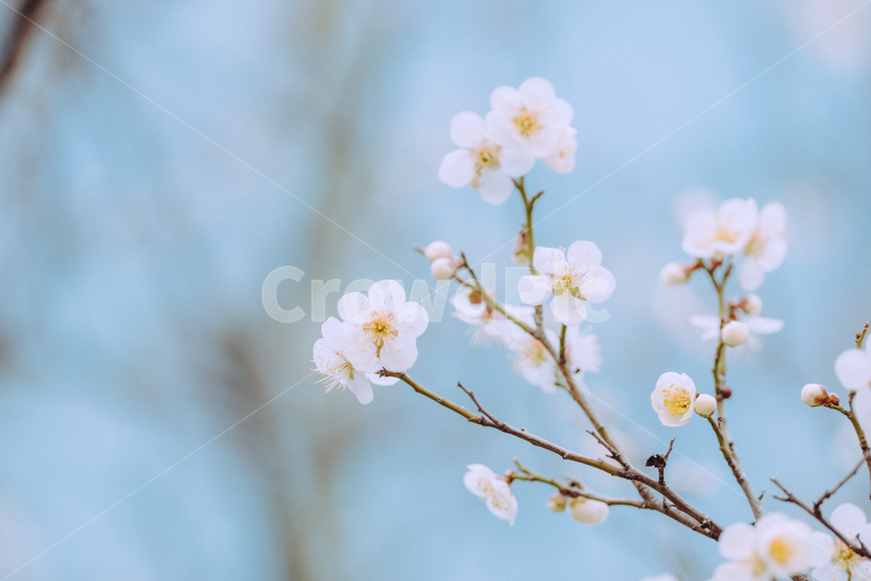 벚꽃,봄꽃,벚나무,봄,스프링,spring,봄나무,따뜻한,꽃,봄,계절,spring,season,식물,자연,plants,nature,꽃,flower,plant