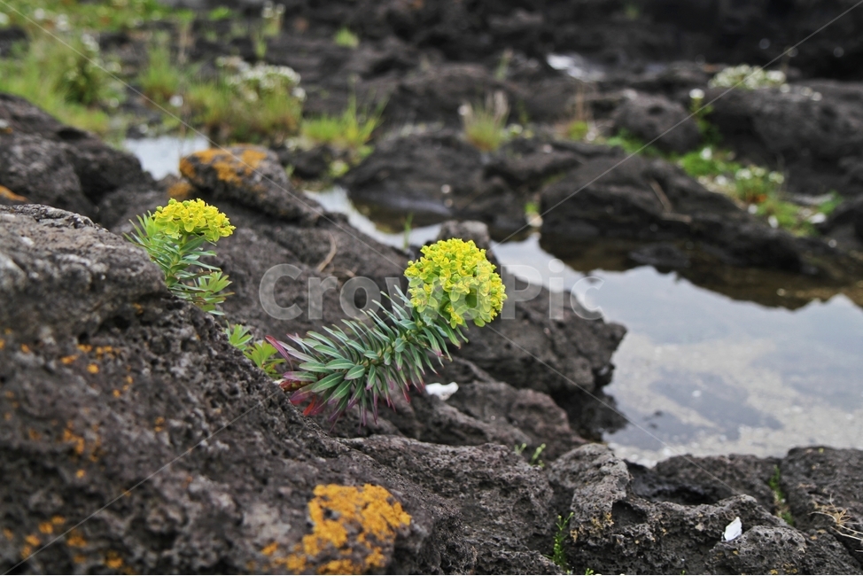 대극,꽃,식물,제주도꽃,감성사진,바다식물,식물,자연,plants,nature,꽃,flower