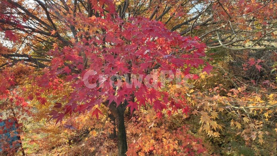 가을단풍,가을,엽록소,plant,식물,leaf,잎,tree,나무,maple,단풍,가을,계절,fall,autumn,season