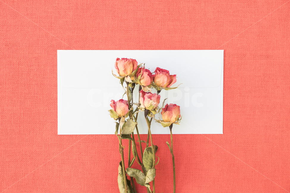 드라이플라워,말린꽃,꽃,식물,프레임,이벤트,건조,빈티지,꽃,flower,기념일,축하,anniversary,congratulation,celebrate,celebration,연출,컨셉,콘셉,direction,concept