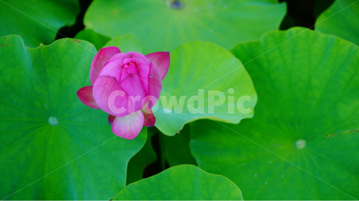 연꽃,꽃,꽃사진,식물,자연,식물,자연,plants,nature,꽃,flower