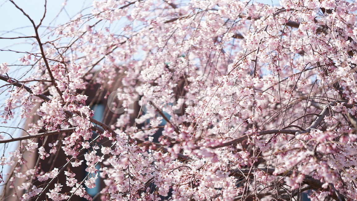 plant,식물,flower,blossom,꽃,벚꽃,cherryblossom,만개,봄,계절,spring,season,식물,자연,plants,nature,꽃,flower
