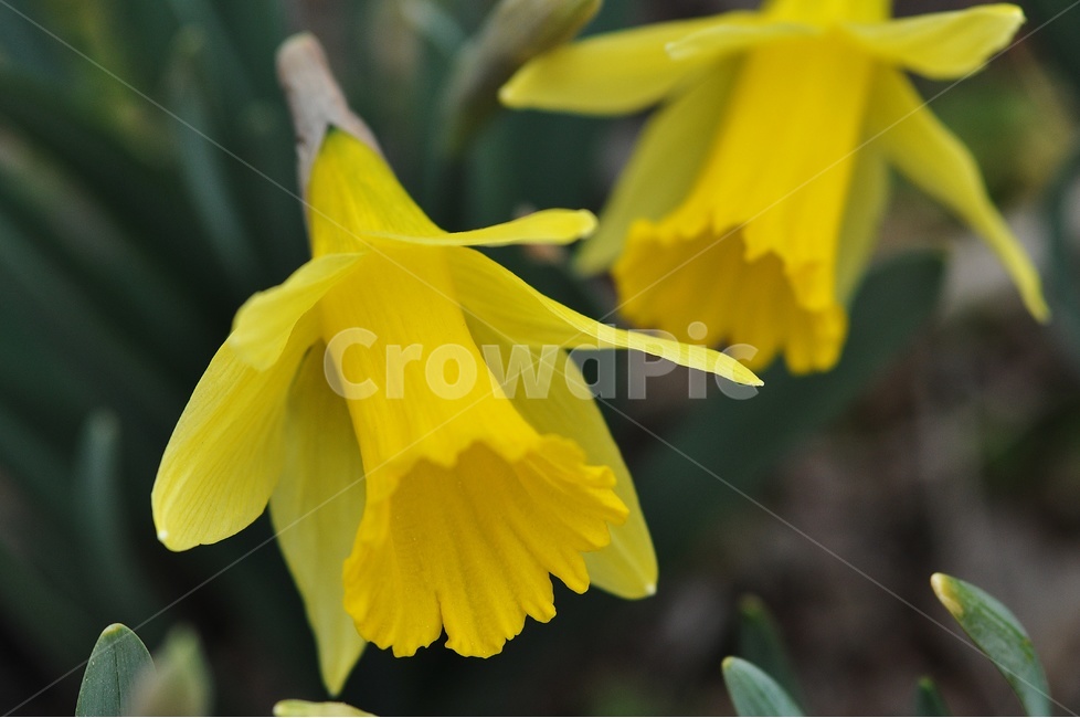수선화,노란꽃,꽃,봄,봄꽃,yellow,봄,계절,spring,season,식물,자연,plants,nature,꽃,flower,plant,blossom