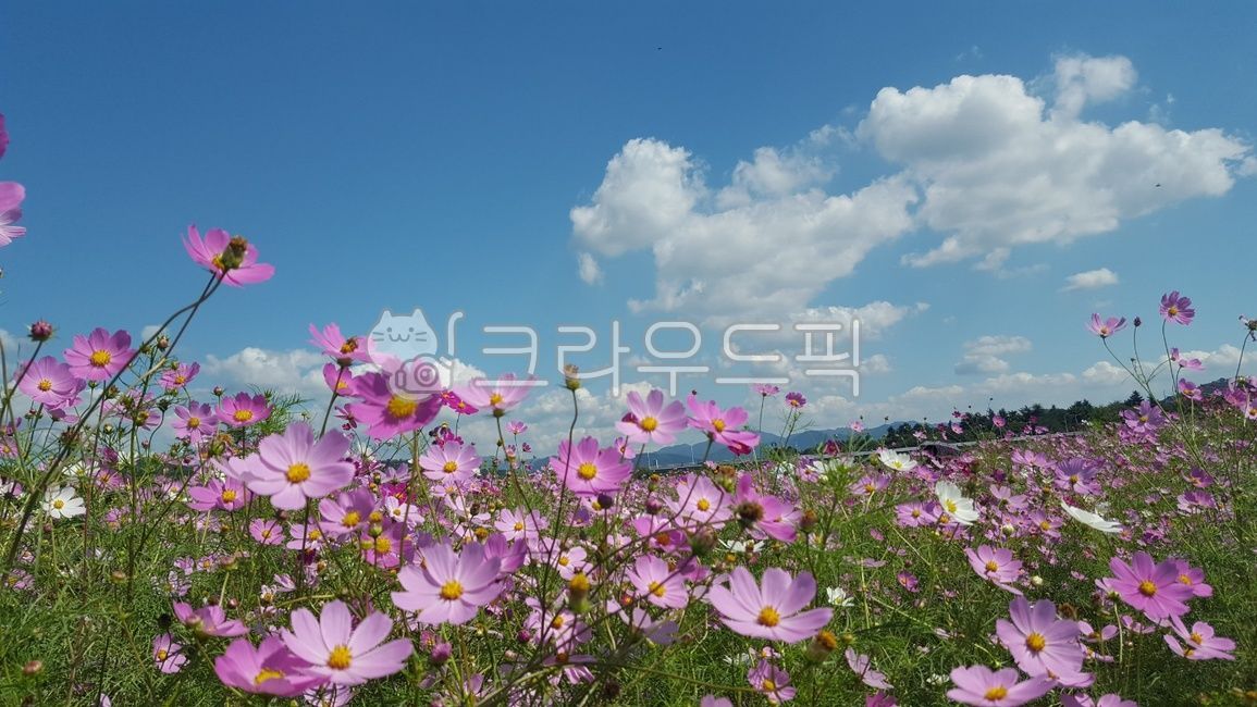 spring, 봄, nature, 자연, outdoors, 사진,이미지,일러스트,캘리그라피 - 키티사랑작가
