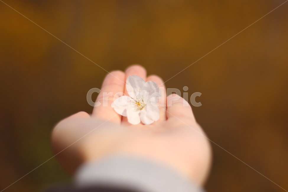 봄,봄꽃,벚꽃,꽃,spring,springtime,cherryblossom,landscape,scenery,flower,picture,풍경,낙엽,벚꽃잎,leaves,봄,계절,spring,season,꽃,flower,감성,sensible,feeling,plant,식물