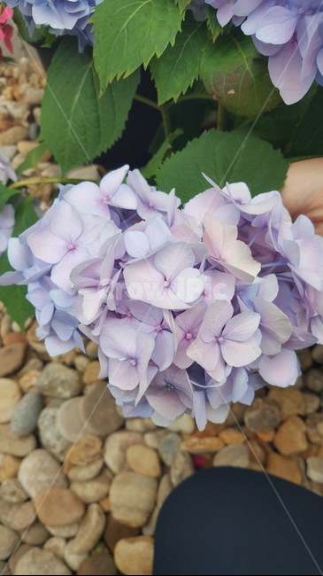 수국,연보라색꽃,수국꽃,보라색꽃,예쁜꽃,꽃