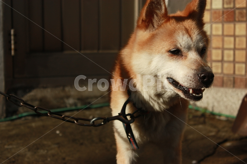 개,진돗개,강아지,목줄,동네,견,분위기,고화질,동물,animal,포유류,mammal,개,강아지,dog,doggy