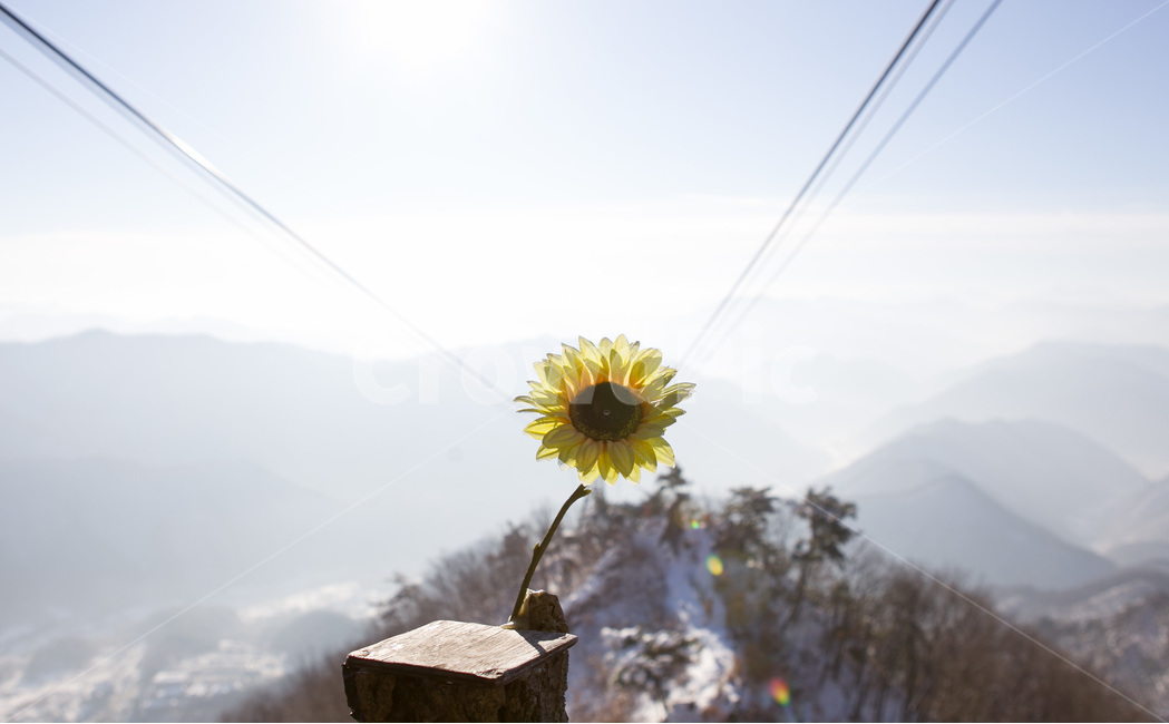 해바라기,대둔산,설경,산,정상,리프트,풍경사진,풍경,사진,일출,일몰,새해,새출발,해,햇님,겨울,계절,winter,season,식물,자연,plants,nature,꽃,flower