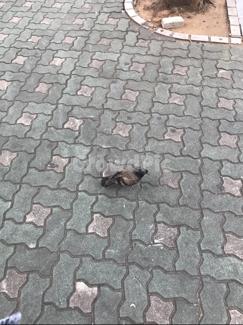 비둘기,새,보도블록,보도,길,동물,pigeon,bird,sidewalkblock,sidewalk,road,animal