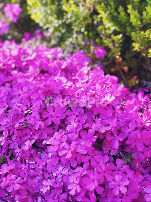 꽃,보라,봄,식물,자연,flower,spring,purple,식물,자연,plants,nature,꽃,flower
