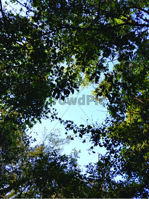 하늘,숲속하늘,나무,자연,자연배경,tree,sky