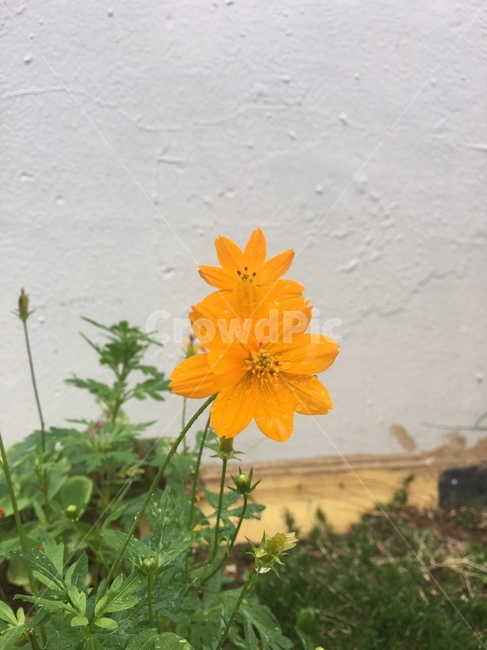 들꽃,꽃,노란꽃,코스모스,자연
