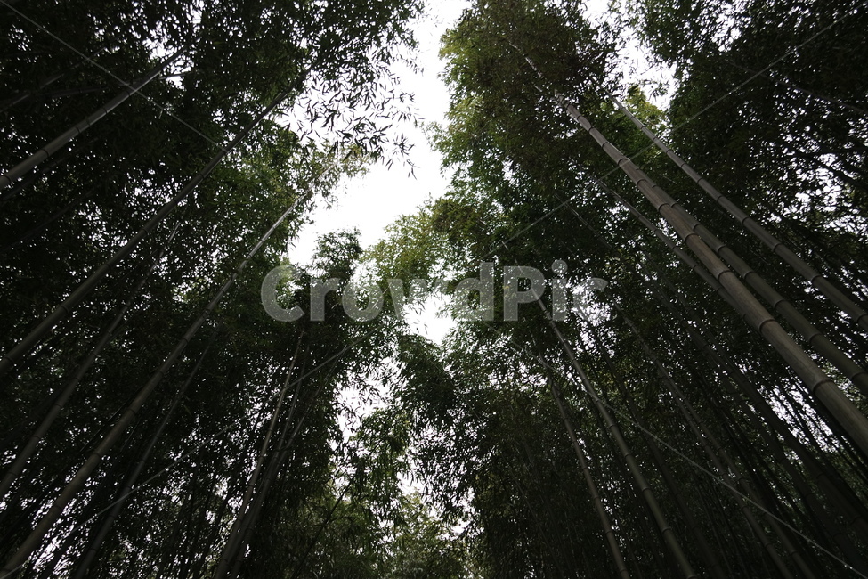plant,식물,대나무,자연,숲