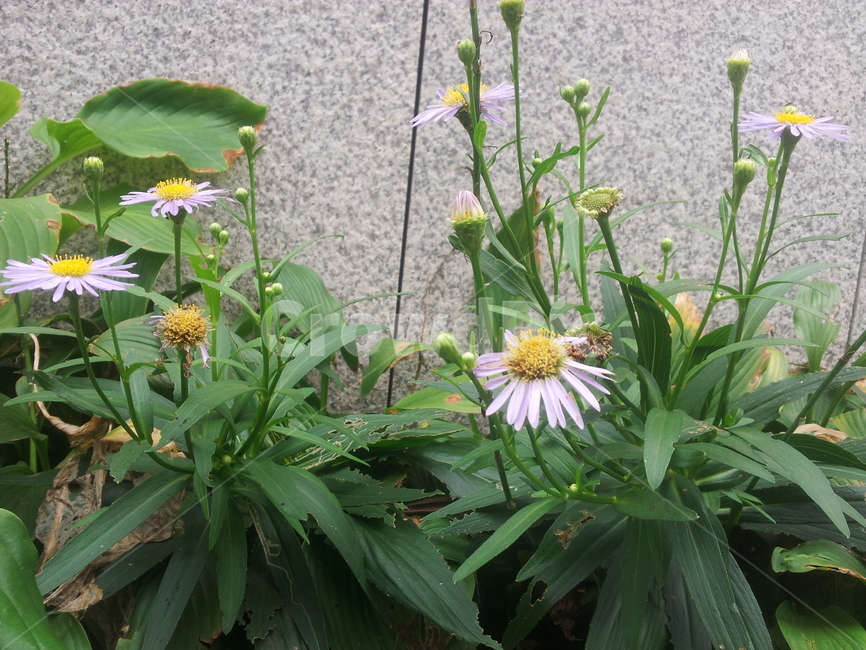 꽃,코스모스,가을,플라워,자연,식물,자연,plants,nature,꽃,flower