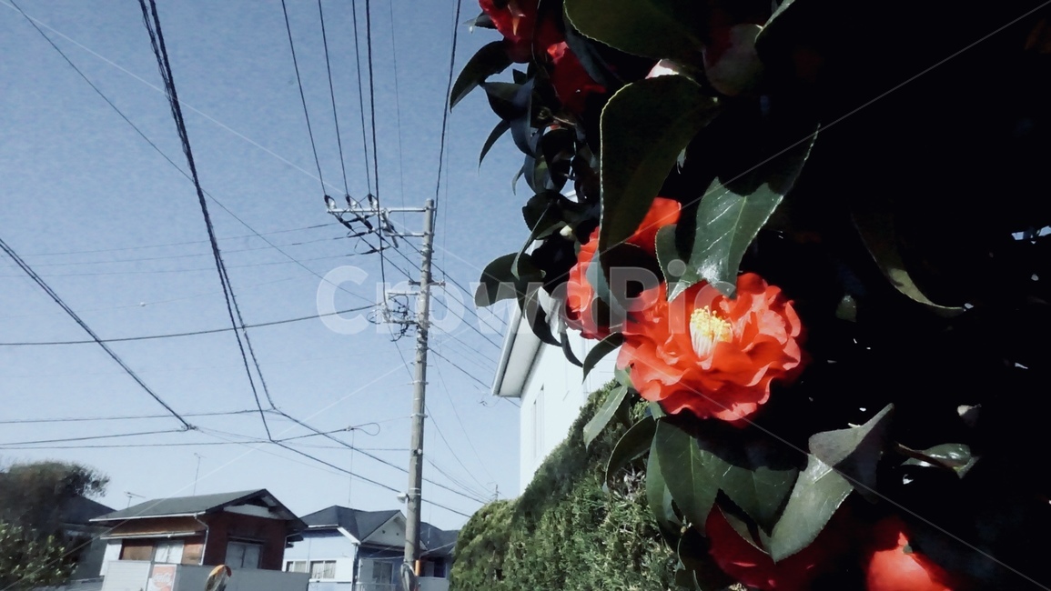 꽃,전봇대,필름사진,동백꽃,감성사진,flower,camellia,filmphotography,花,椿の花,telephonepole,電柱